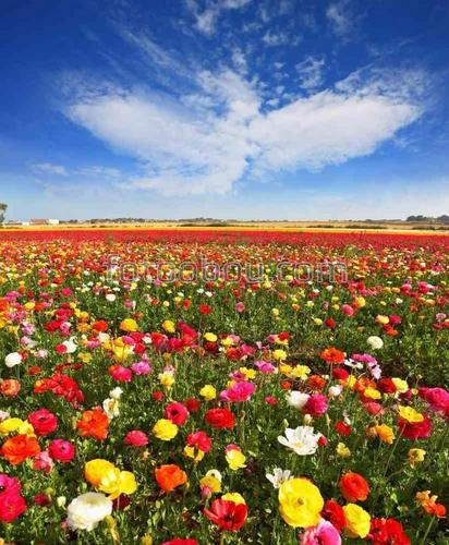 небо, поляна, цветы, маки, ромашки