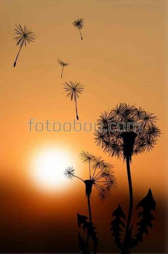 цветы, одуванчик, природа, закат