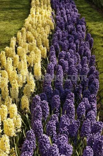 Цветы, гиацинты, природа, трава, заборчик