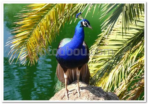 природа, птица, павлин, сафари