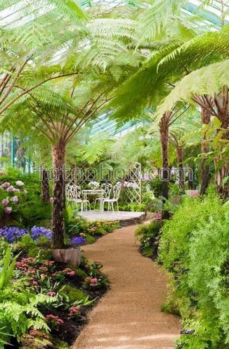 тропинка, куст, зелень, пальмы, столик, стулья