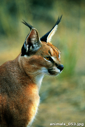 Дикая, штучка, рысь