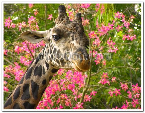 животные, жираф, цветы, дерево