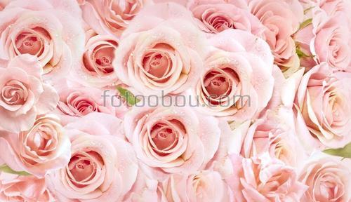 много роз, цветы, розовые, нежность, красота