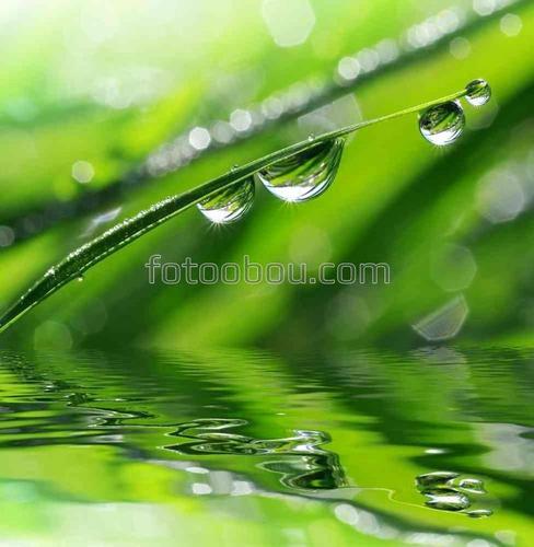 природа, вода, капля, трава