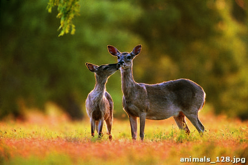 олень, оленята, прогулка, леревья