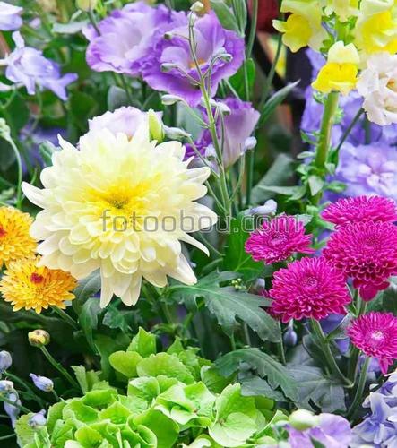 сад, цветы, лепестки, природа