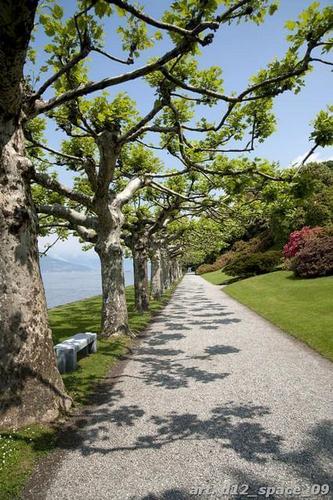 Тропа, вдоль, деревьев, трава