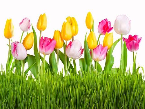 тюльпаны, цветы, зеленая трава, весна