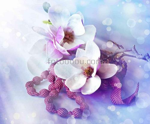 цветы, природа, магнолия