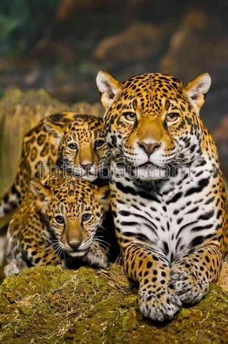 животные, сафари, природа, леопард, семья