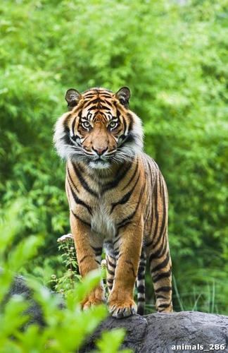 тигр, камни, трава, деревья, зелень