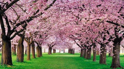 дерево, трава, цветы, розовый, зеленый, коричневый