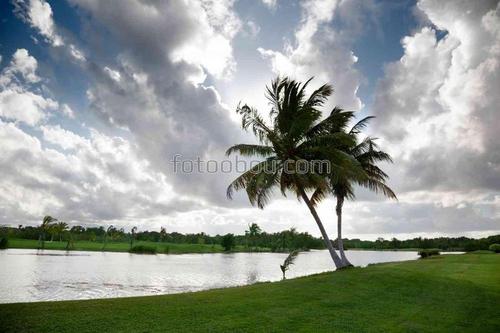 природа, озеро, небо, облака, пальмы