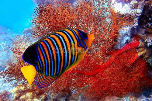 животные, сафари, природа, море, рыбы, кораллы