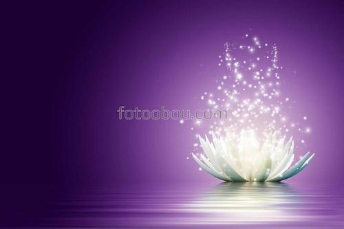 природа, вода, лилия, цветы