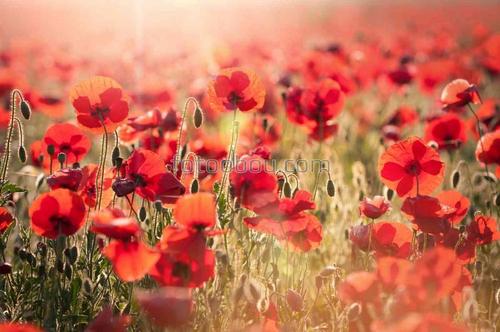 маки, поле, природа, фотообои маки