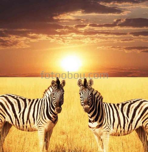 саванна, зебры, солнце