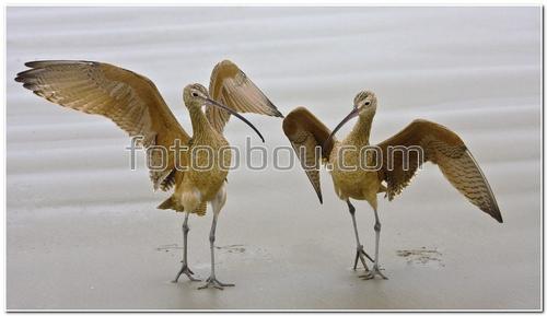 животные, птицы, вода, природа