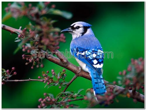 животные, птицы, голубая сойка, веточка, зелень