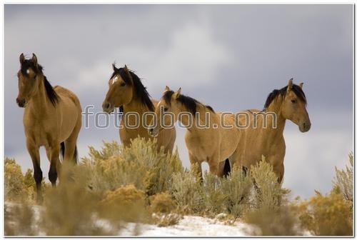 животные, лошади, кони, природа, трава, зима