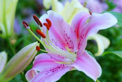 цветы, природа, бутон, сад