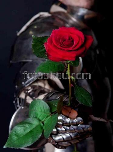 роза, цветок, любовь, рыцарь, доспехи