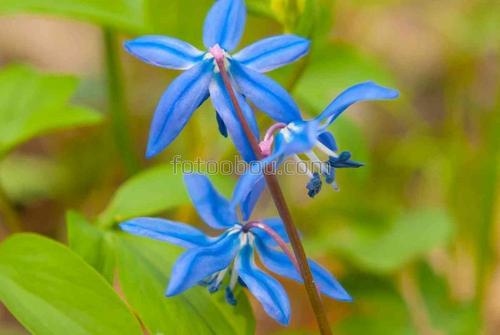 3D, природа, цветы, трава, весна