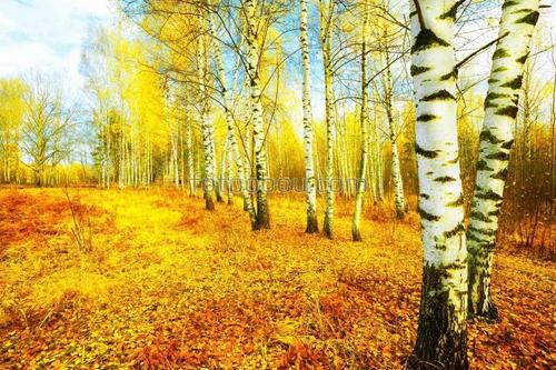 осень, лес, деревья, березы, природа