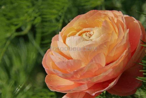 лютик, цветы, природа, бутон