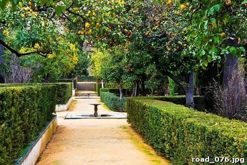 Аллея, фруктовые, деревья