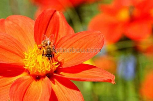 цветок, пчела, весна, поле, природа