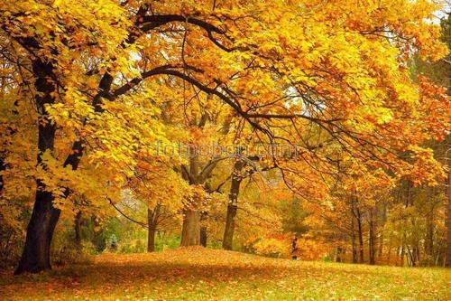 природа, осень, дерево, лес, поляна