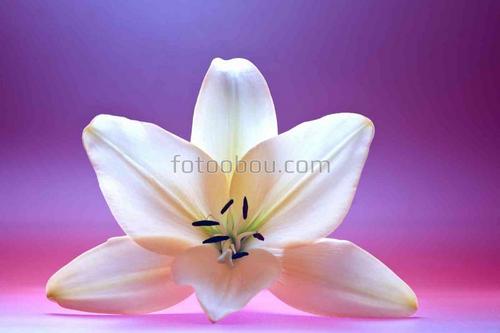 цветы, природа, бутон, натюрморт