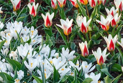 цветы, тюльпаны, природа