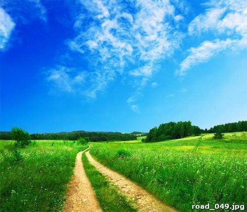 дорога, лето, лес, лето