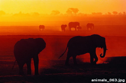 Слоны, закат, солнца