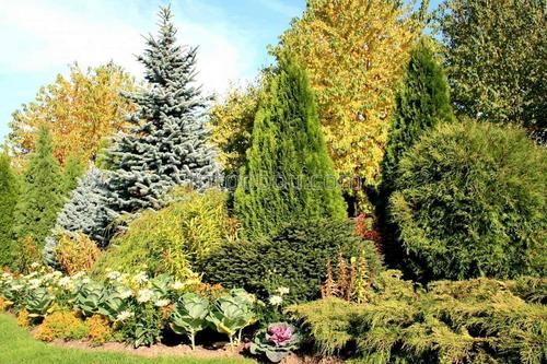 природа, лес, заповедник, деревья, парк