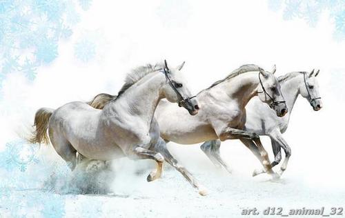 кони, лошадь, табун, тройка, белый