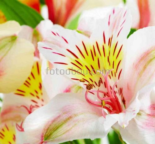 цветы, природа, лилия