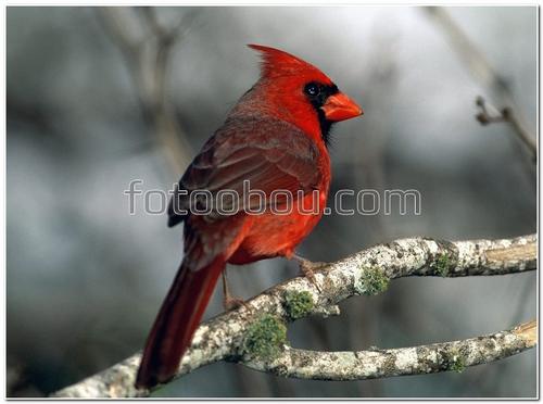 птицы, красная птичка, ветка, природа