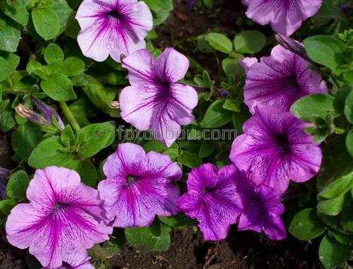 цветы, природа, бутоны