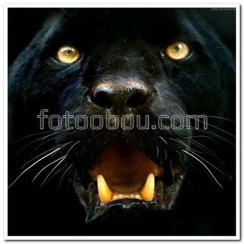 животные, пантера, глаза, пасть, клыки