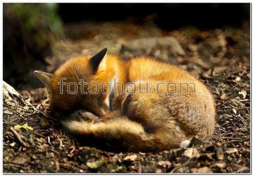 животные, лиса, лисенок, земля, камни