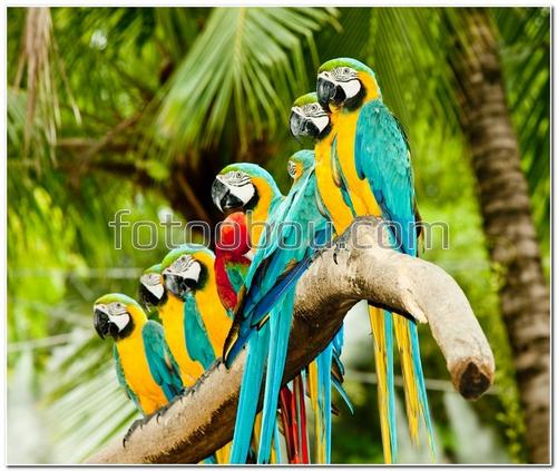 животные, птицы, попугаи, разноцветные