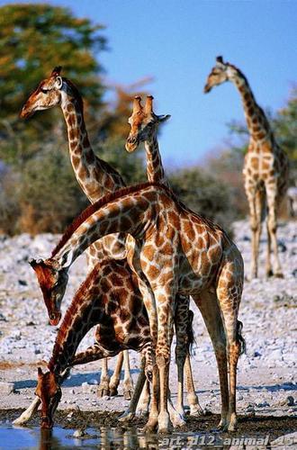 жираф, деревья, река, водопой