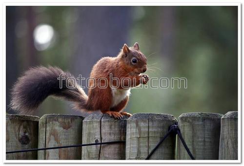 животные, белочка, забор, орешек,