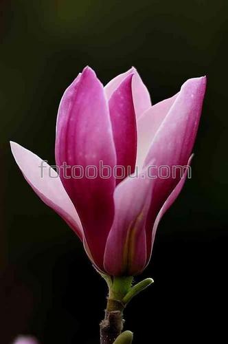 цветы, природа, магнолия