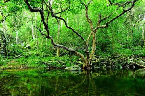 дерево, озеро, лес, природа, джунгли