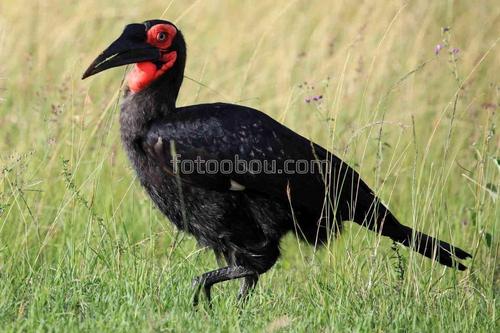 природа, трава, кения, птица, животные